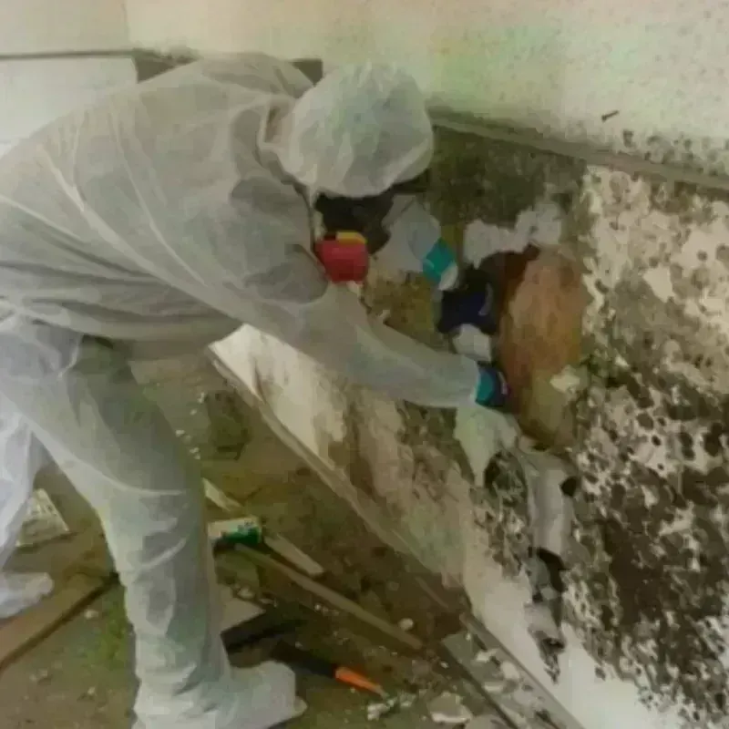 Mold Remediation and Removal in Sutton, WV